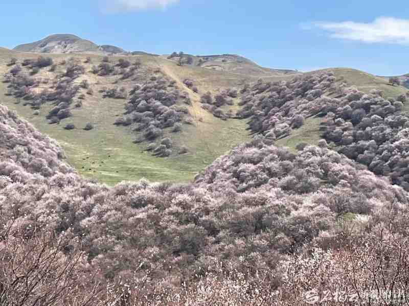  穿越天山胜利隧道：乌尉高速如何重塑新疆春游出行版图 文化旅游